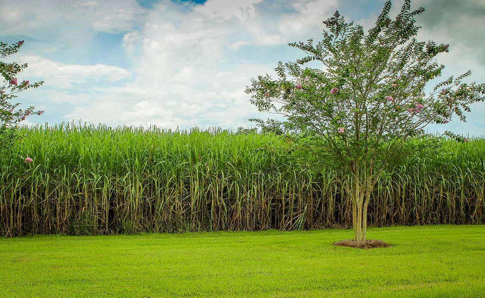 sugarcane-439880_960_720